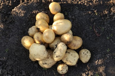 Photo of Pile of ripe potatoes on ground outdoors, top view