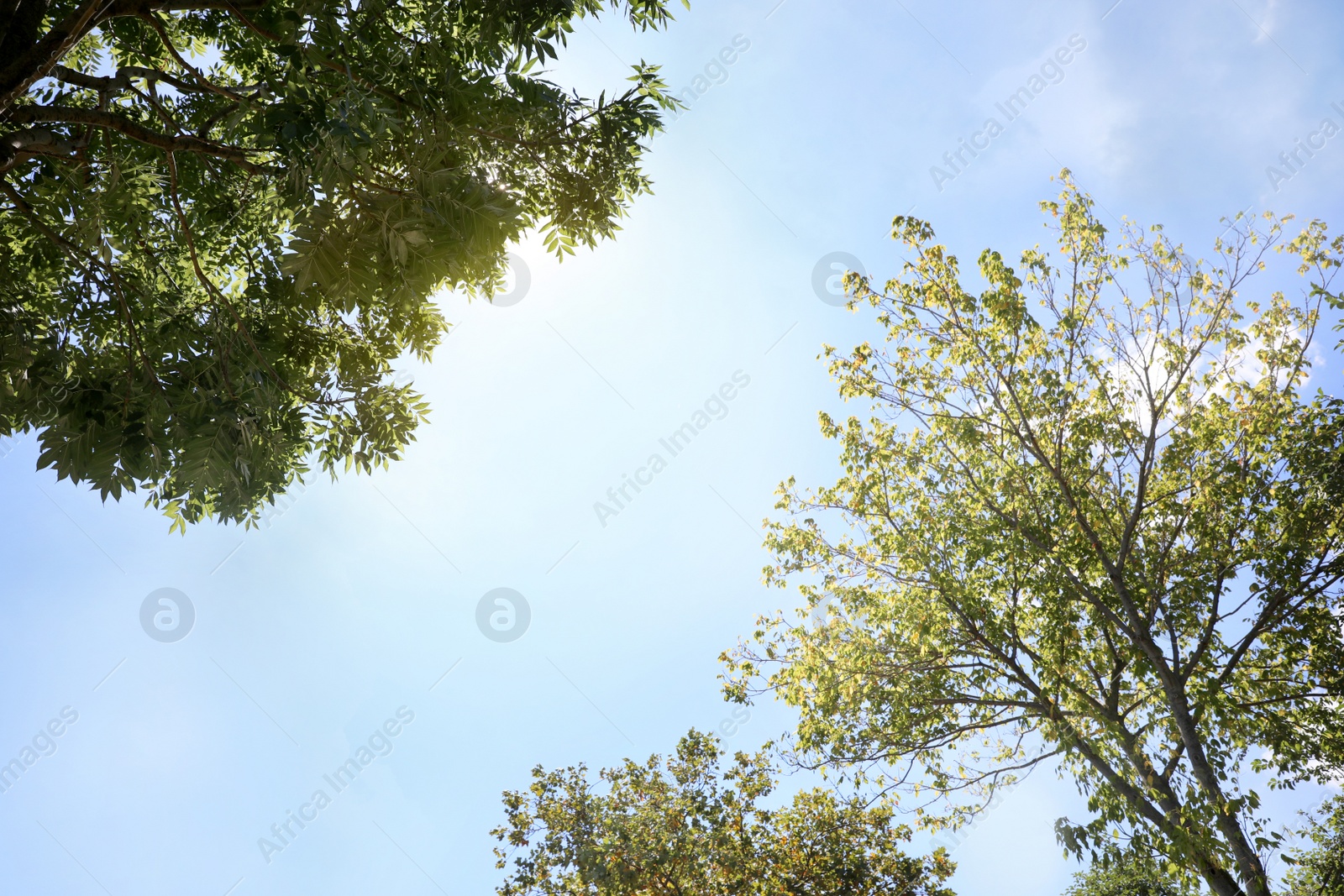 Photo of Green trees on sunny day, bottom view