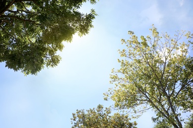 Photo of Green trees on sunny day, bottom view