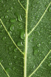 Photo of Macro photo of green leaf with water drops