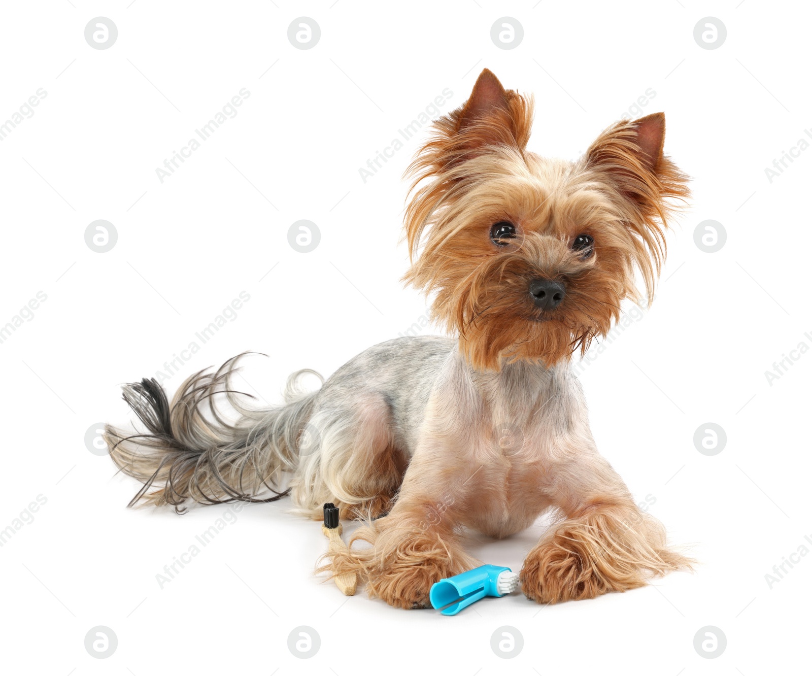 Photo of Cute Yorkshire Terrier with toothbrushes on white background