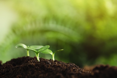 Photo of Little green seedlings growing in soil, closeup. Space for text