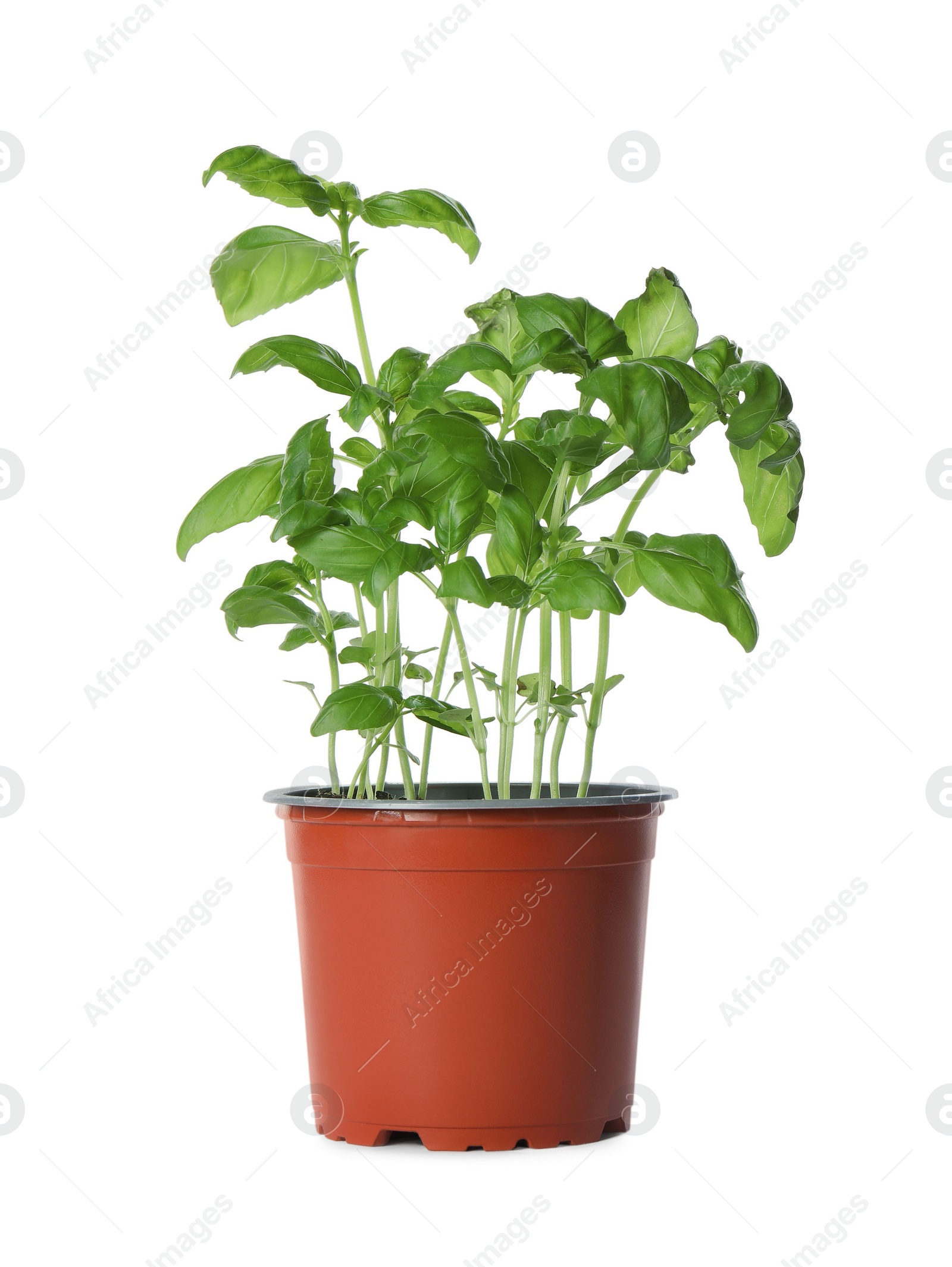 Photo of Aromatic green potted basil isolated on white