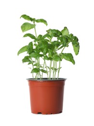 Photo of Aromatic green potted basil isolated on white