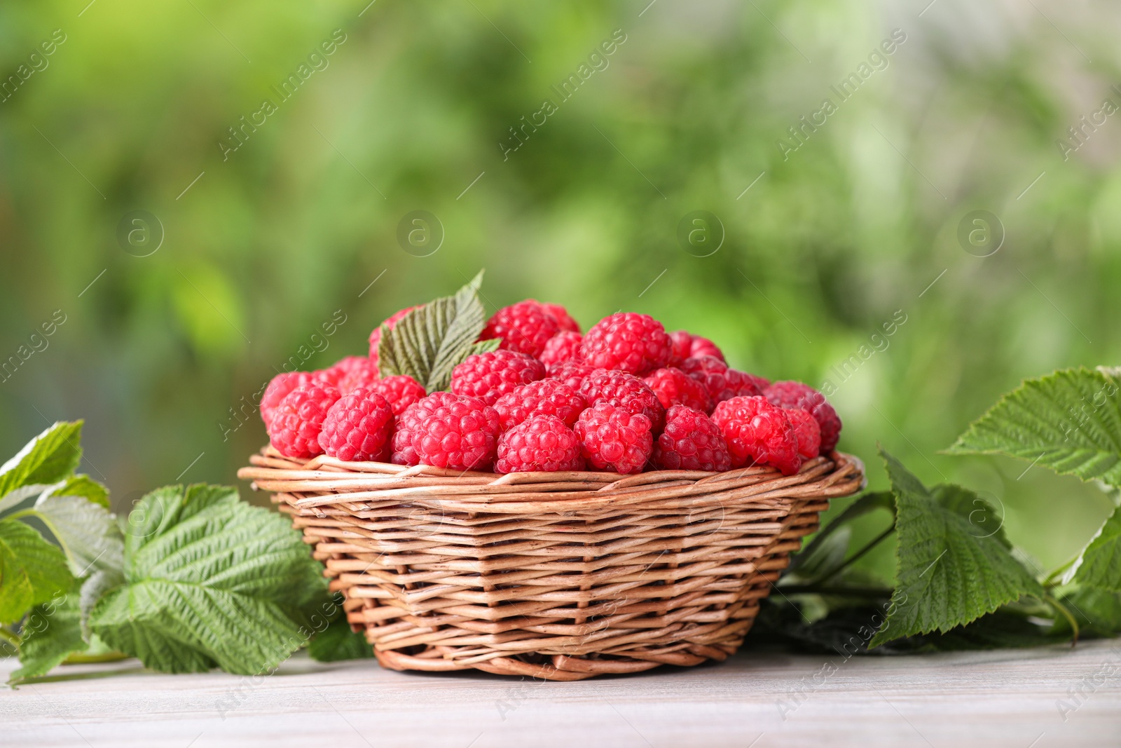 Photo of Wicker basket with tasty ripe raspberries and leaves on white wooden table against blurred green background, space for text