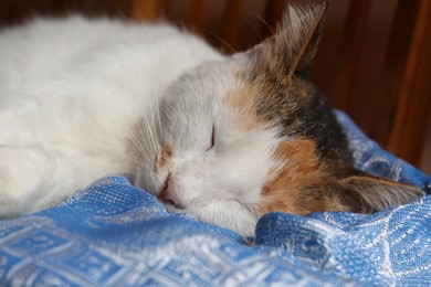 Photo of Cute fluffy cat sleeping on blue blanket, closeup. Adorable pet