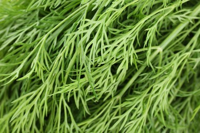 Sprigs of fresh dill as background, closeup view