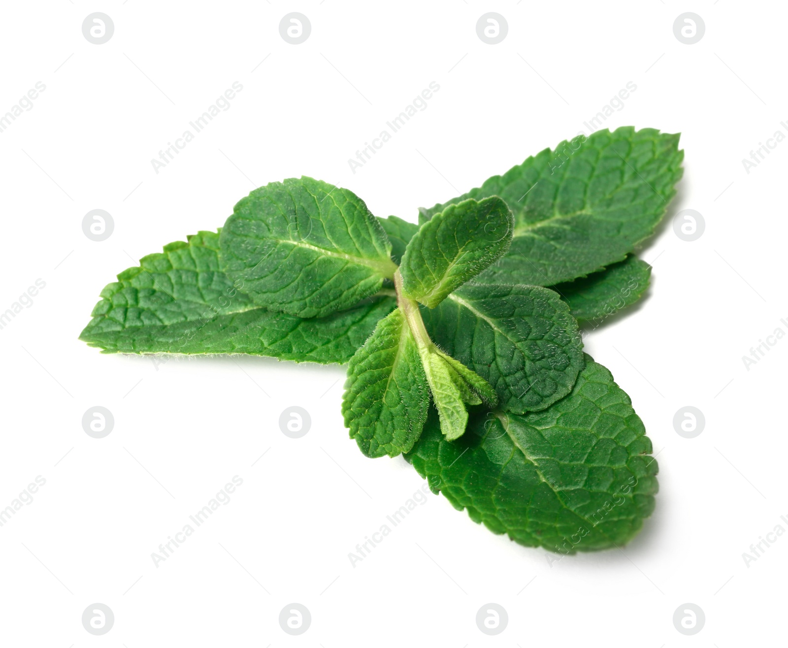 Photo of Twig of fresh mint isolated on white