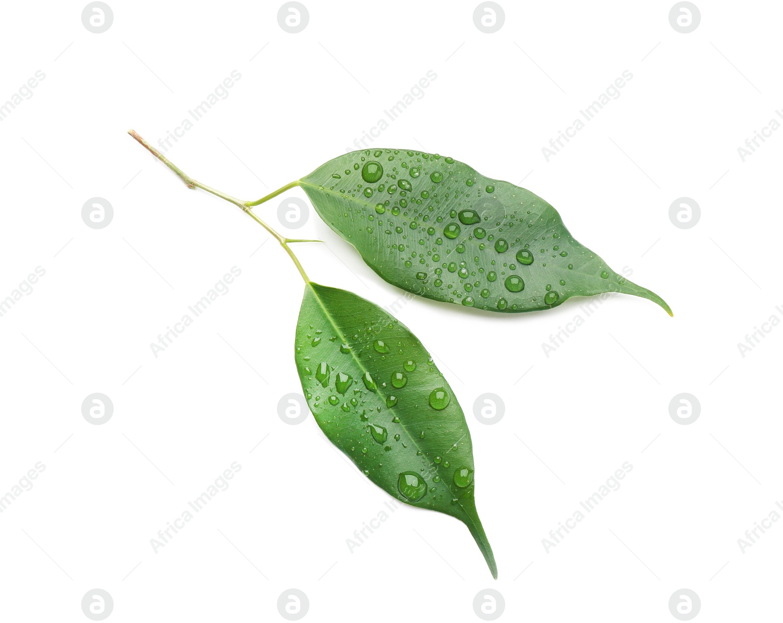 Photo of Fresh green ficus leaves on white background, top view