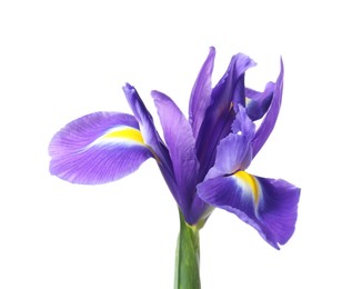 Beautiful violet iris flower isolated on white