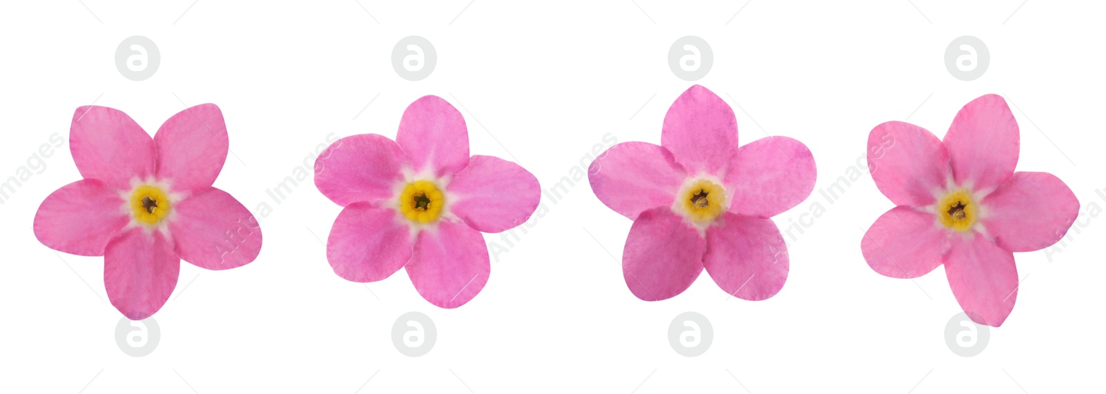 Image of Set with beautiful tender forget me not flowers on white background. Banner design