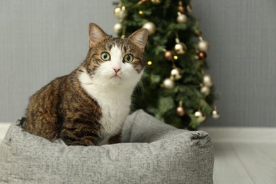 Cute cat on pet bed near Christmas tree at home