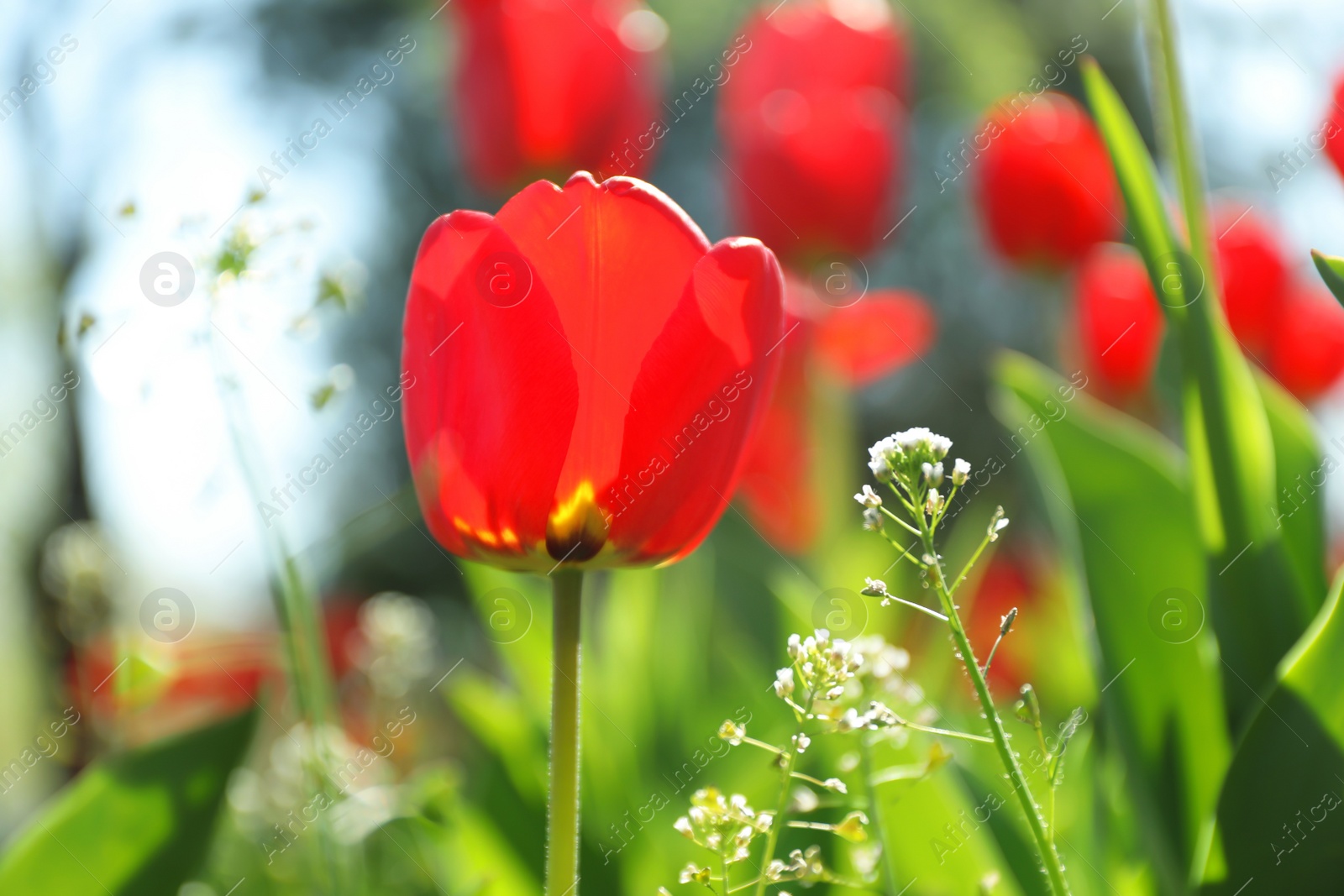 Photo of Blossoming tulips outdoors on sunny spring day