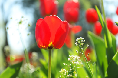 Photo of Blossoming tulips outdoors on sunny spring day