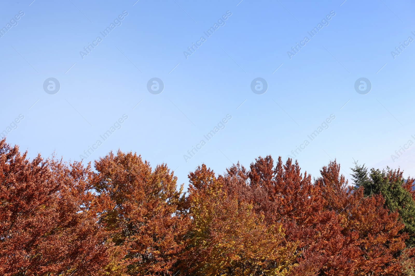 Photo of Beautiful trees with bright autumn leaves outdoors on sunny day