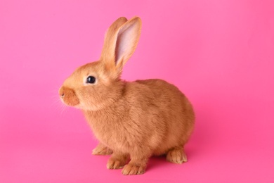 Photo of Cute bunny on pink background. Easter symbol