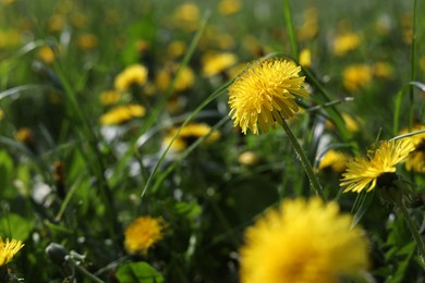 Beautiful bright yellow dandelions in green grass on sunny day, closeup