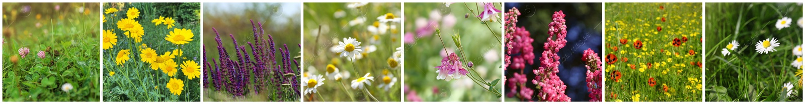 Image of Collage with photos of different beautiful wild flowers growing in meadow