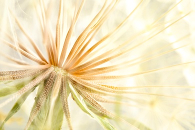 Dandelion seed head on light background, close up