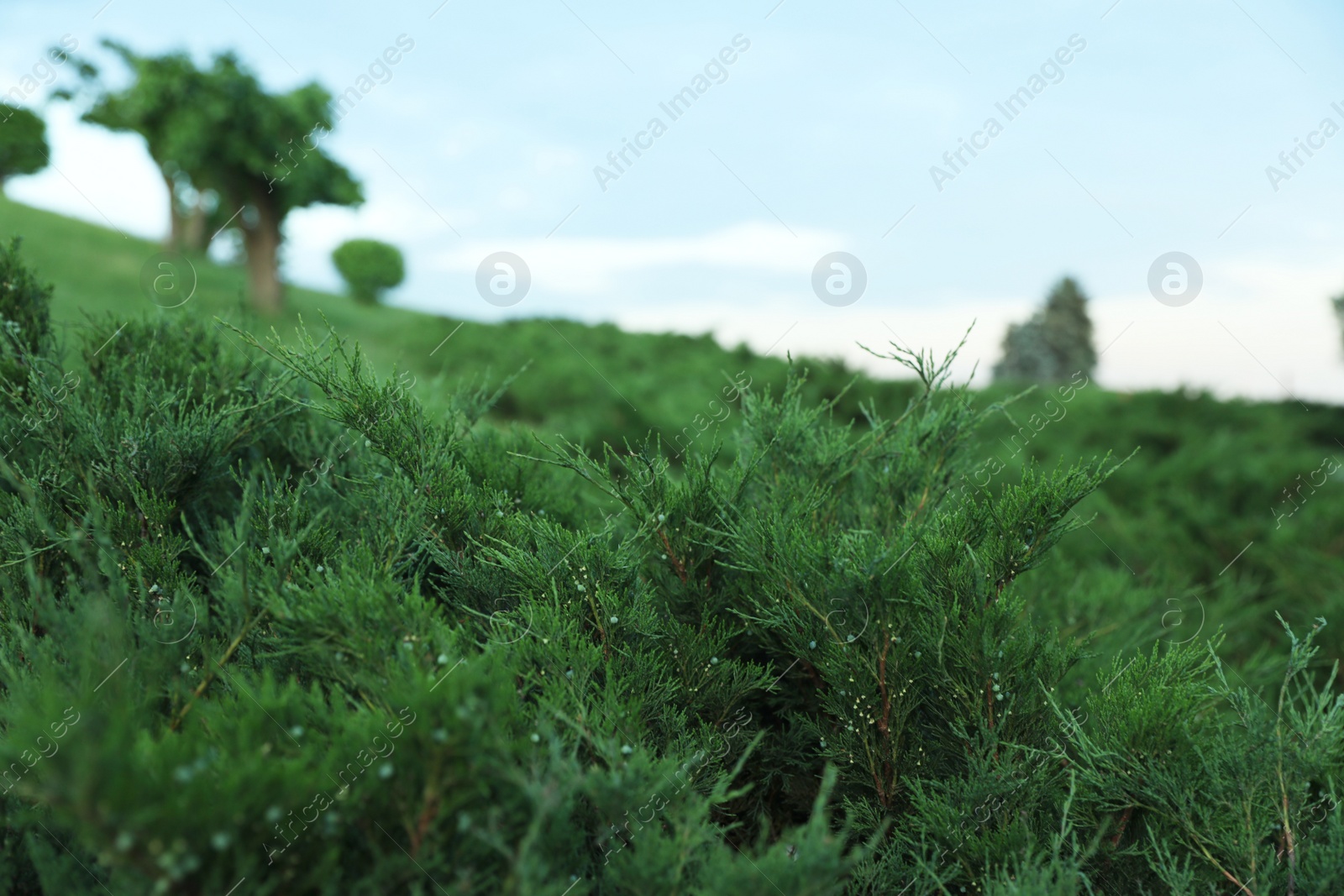 Photo of Branches of green bushes and cloudy sky