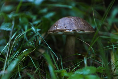 Photo of Fresh wild mushroom growing in forest, closeup. Space for text