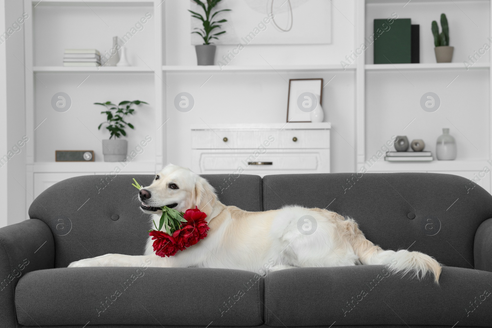 Photo of Cute Labrador Retriever with beautiful peony flowers lying on sofa in room