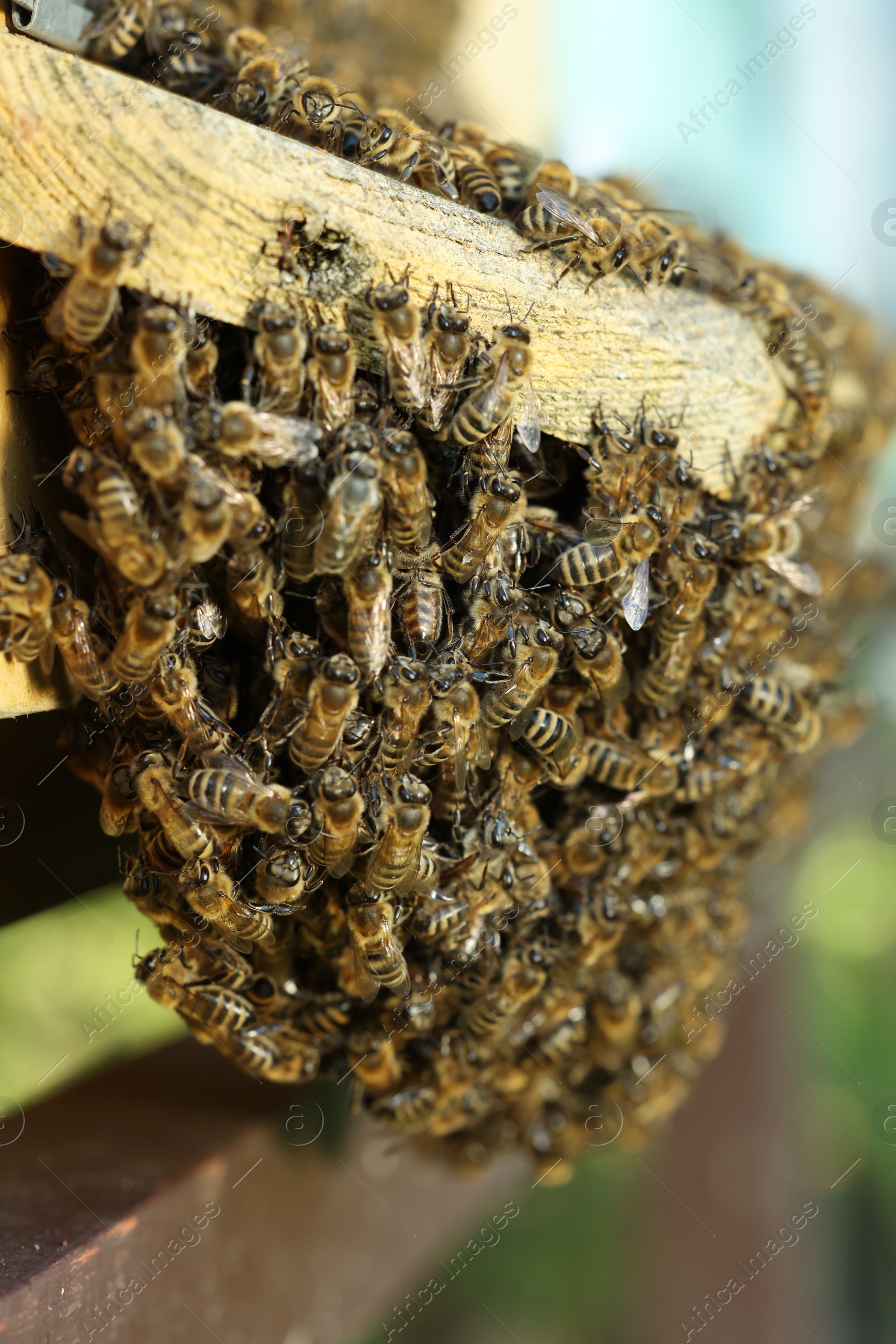 Photo of Closeup view of wooden hive with honey bees on sunny day