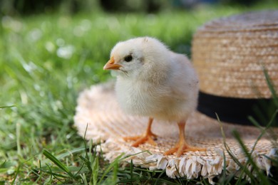 Photo of Cute chick and straw hat on green grass outdoors, closeup. Baby animal