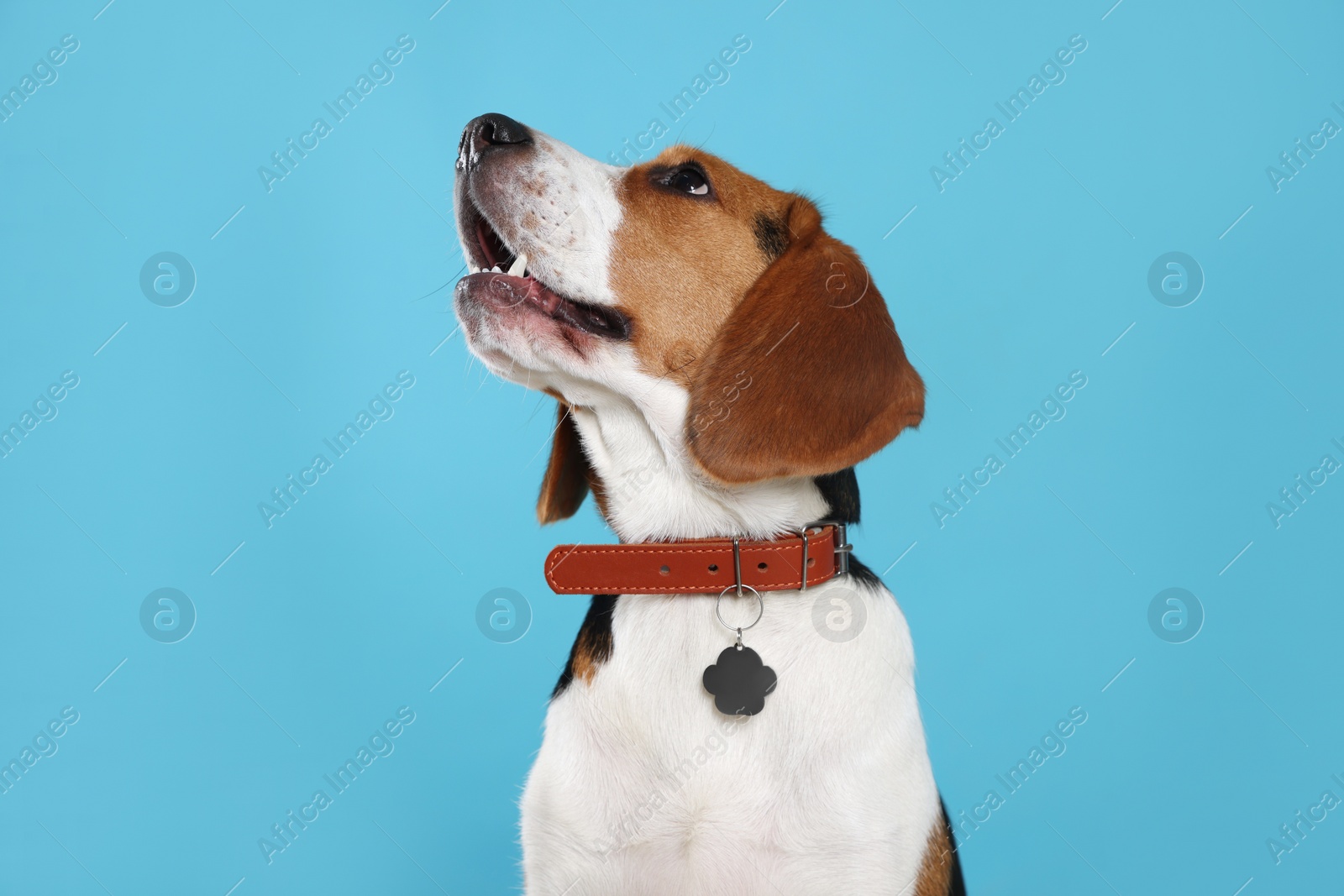 Photo of Adorable Beagle dog in stylish collar on light blue background