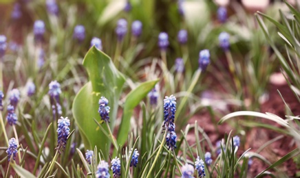 Photo of Many beautiful spring muscari flowers in garden
