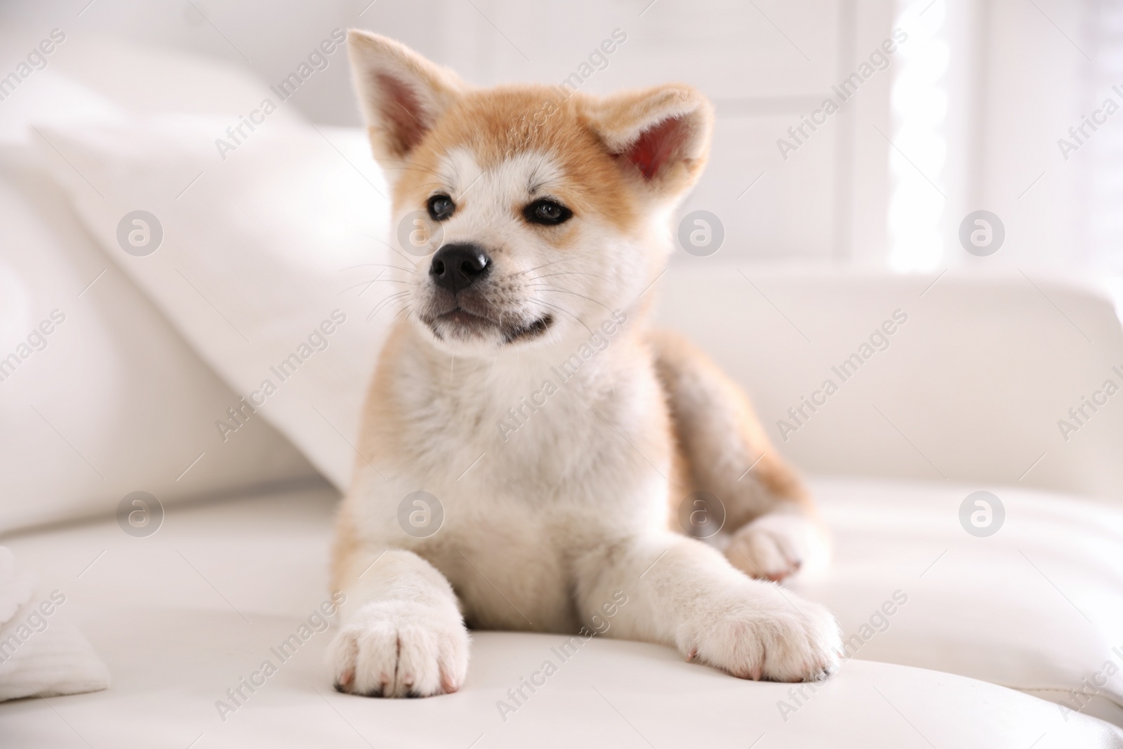 Photo of Adorable akita inu puppy lying on sofa indoors