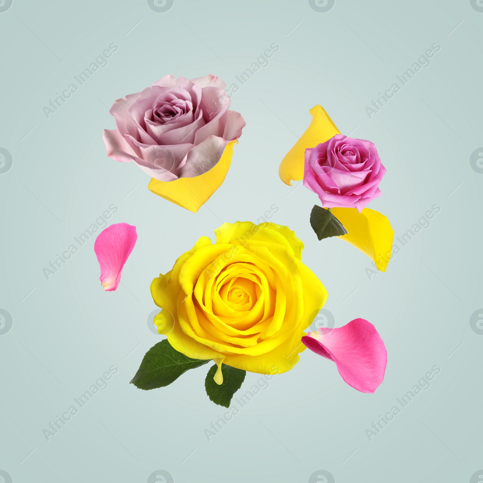 Image of Beautiful tender roses flying on light blue background