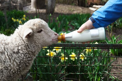 Photo of Man feeding lamb with milk in farmyard, closeup