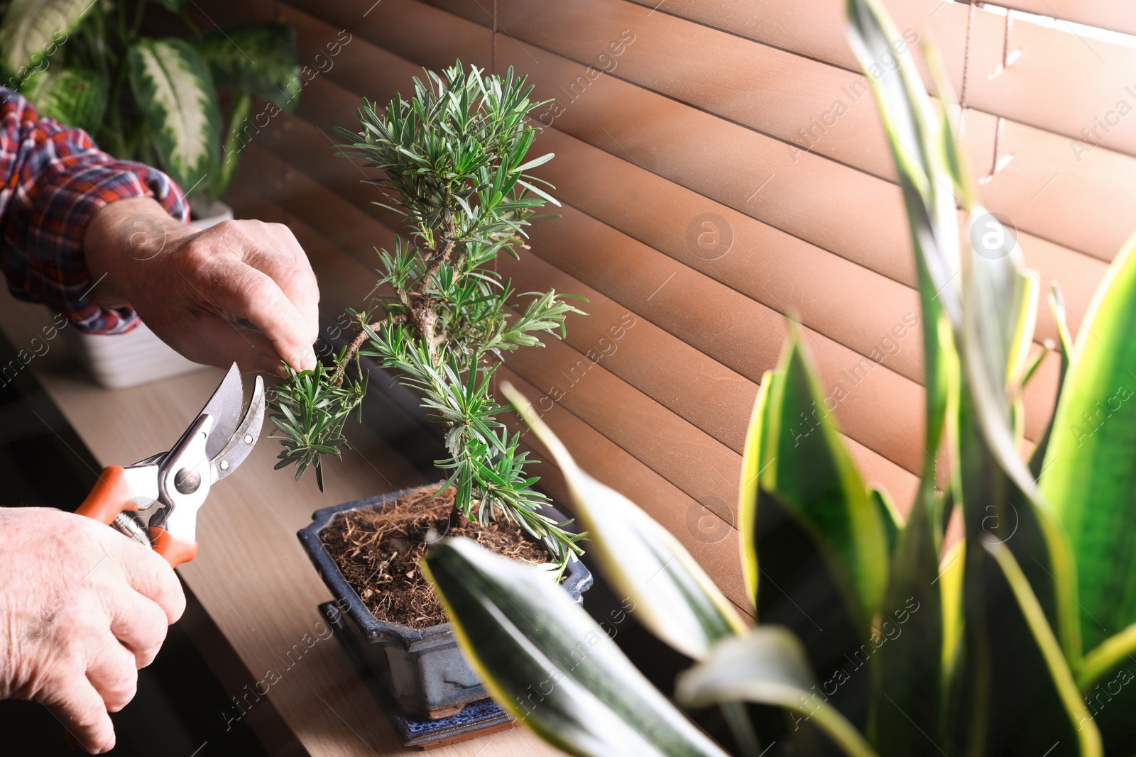 Photo of Senior man taking care of Japanese bonsai plant near window indoors, closeup. Creating zen atmosphere at home