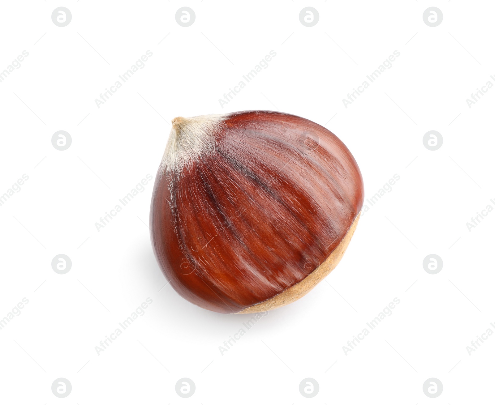 Photo of Fresh sweet edible chestnut isolated on white