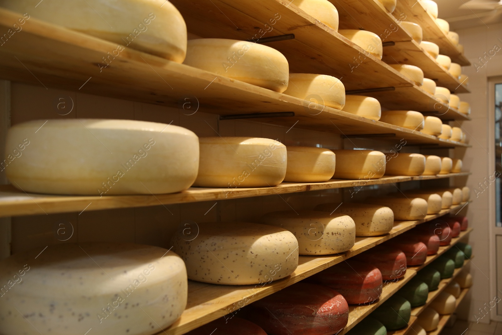 Photo of Fresh cheese heads on rack in factory warehouse