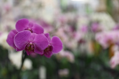 Photo of Beautiful blooming tropical orchid on blurred background. Space for text