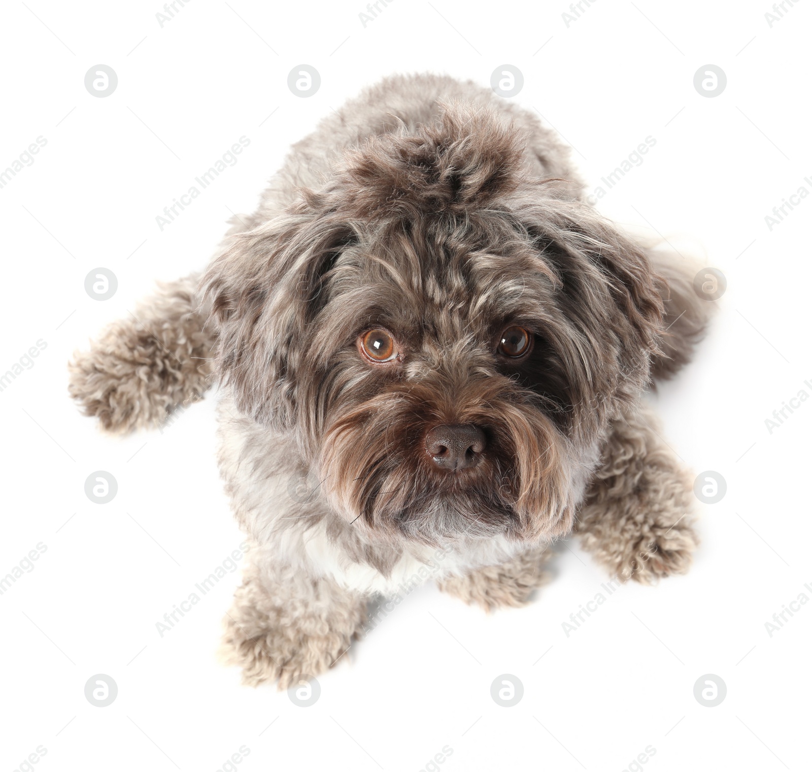 Photo of Cute Maltipoo dog on white background, above view. Lovely pet