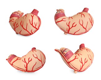 Image of Set with anatomical models of stomach on white background. Gastroenterology