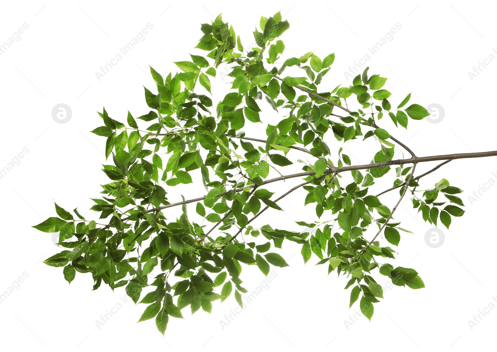 Photo of Beautiful tree branches with green leaves on white background