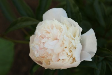 Photo of Beautiful blooming white peony flower on bush against blurred background, closeup