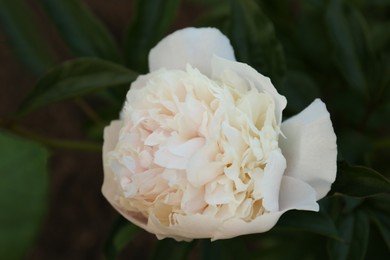 Beautiful blooming white peony flower on bush against blurred background, closeup