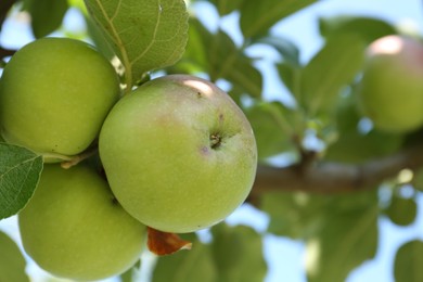 Photo of Fresh and ripe apples on tree branch, closeup. Space for text