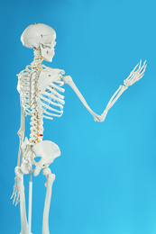 Photo of Artificial human skeleton model on blue background