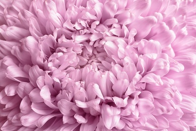 Photo of Beautiful aster flower as background, closeup view