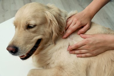 Woman checking dog's skin for ticks on blurred background, closeup