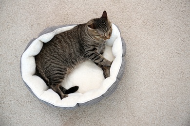 Photo of Cute cat resting on pet bed at home, top view