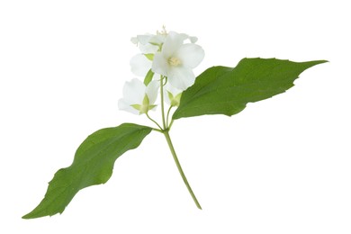 Branch of jasmine flowers and leaves isolated on white