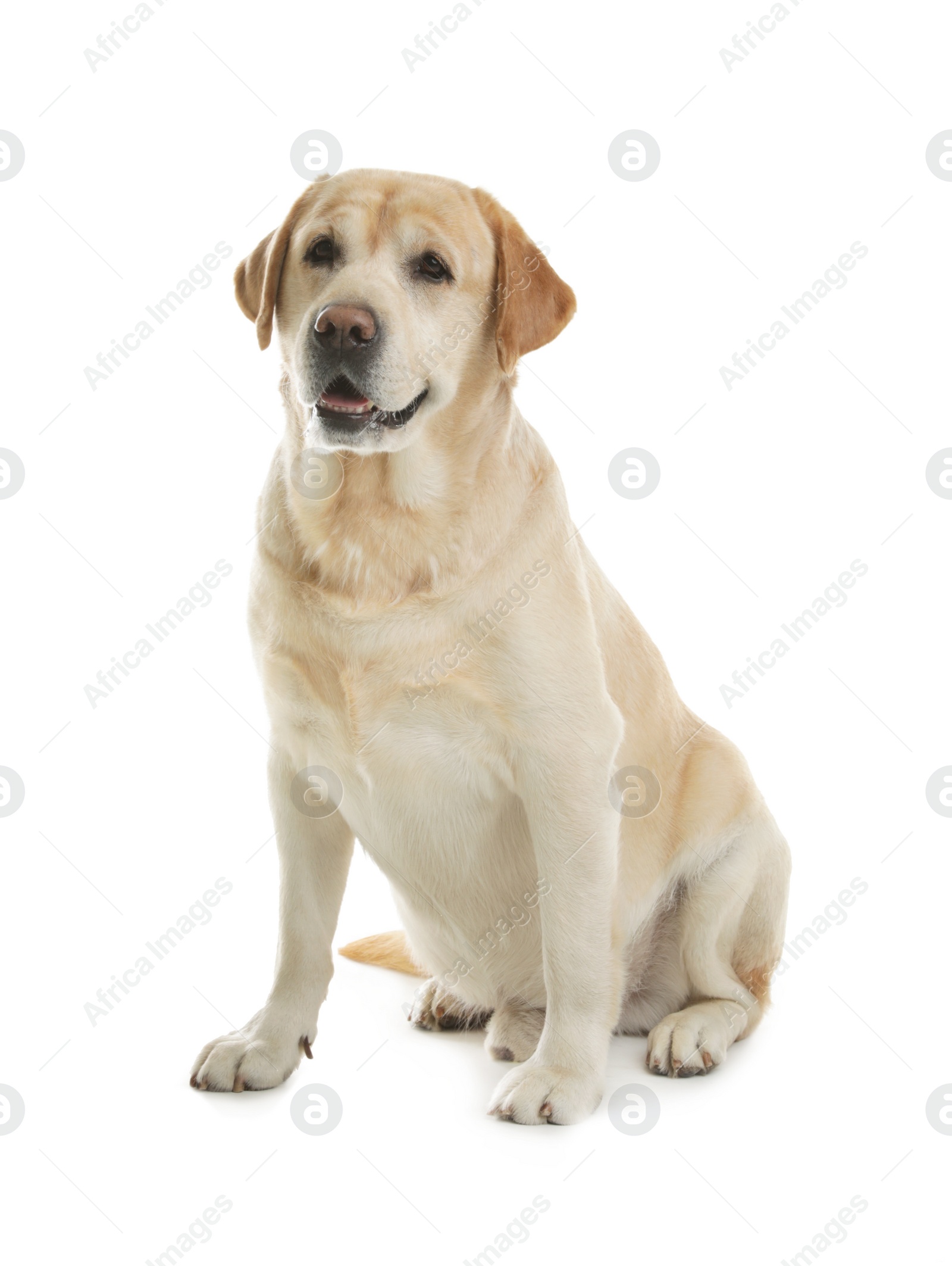 Photo of Yellow labrador retriever sitting on white background