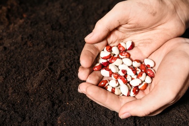 Woman holding pile of beans over soil, closeup with space for text. Vegetable seeds planting